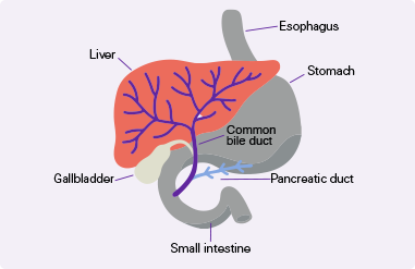 bile duct